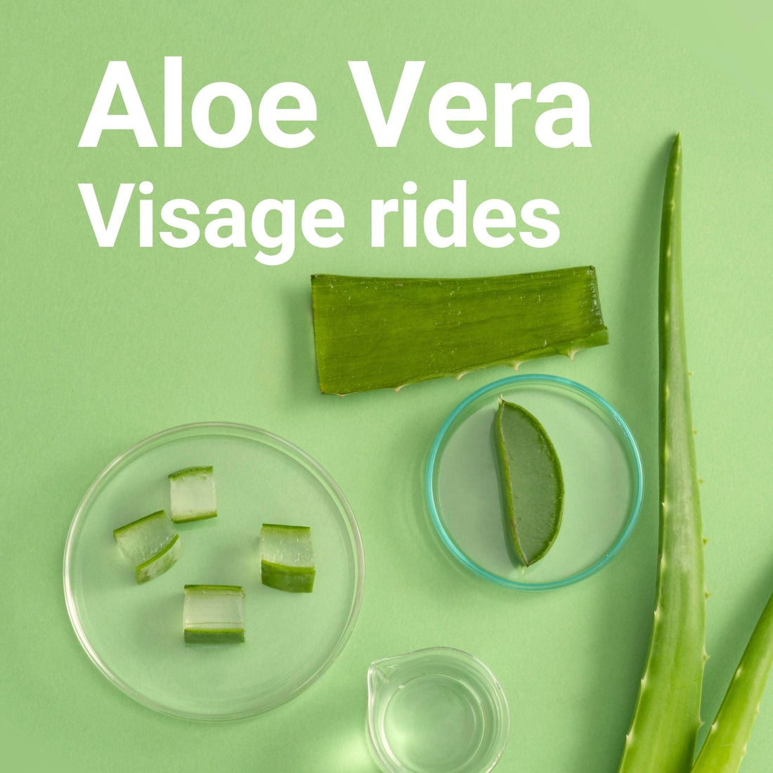 Soin à l’Aloe Vera : Bienfaits, Utilisations et Conseils pour une Beauté Naturelle et Apaisée
