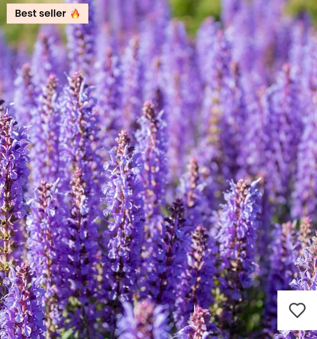 Premièrement : Les parfums Chogan homme offrent une combinaison parfaite d’élégance raffinée et de séduction intemporelle.