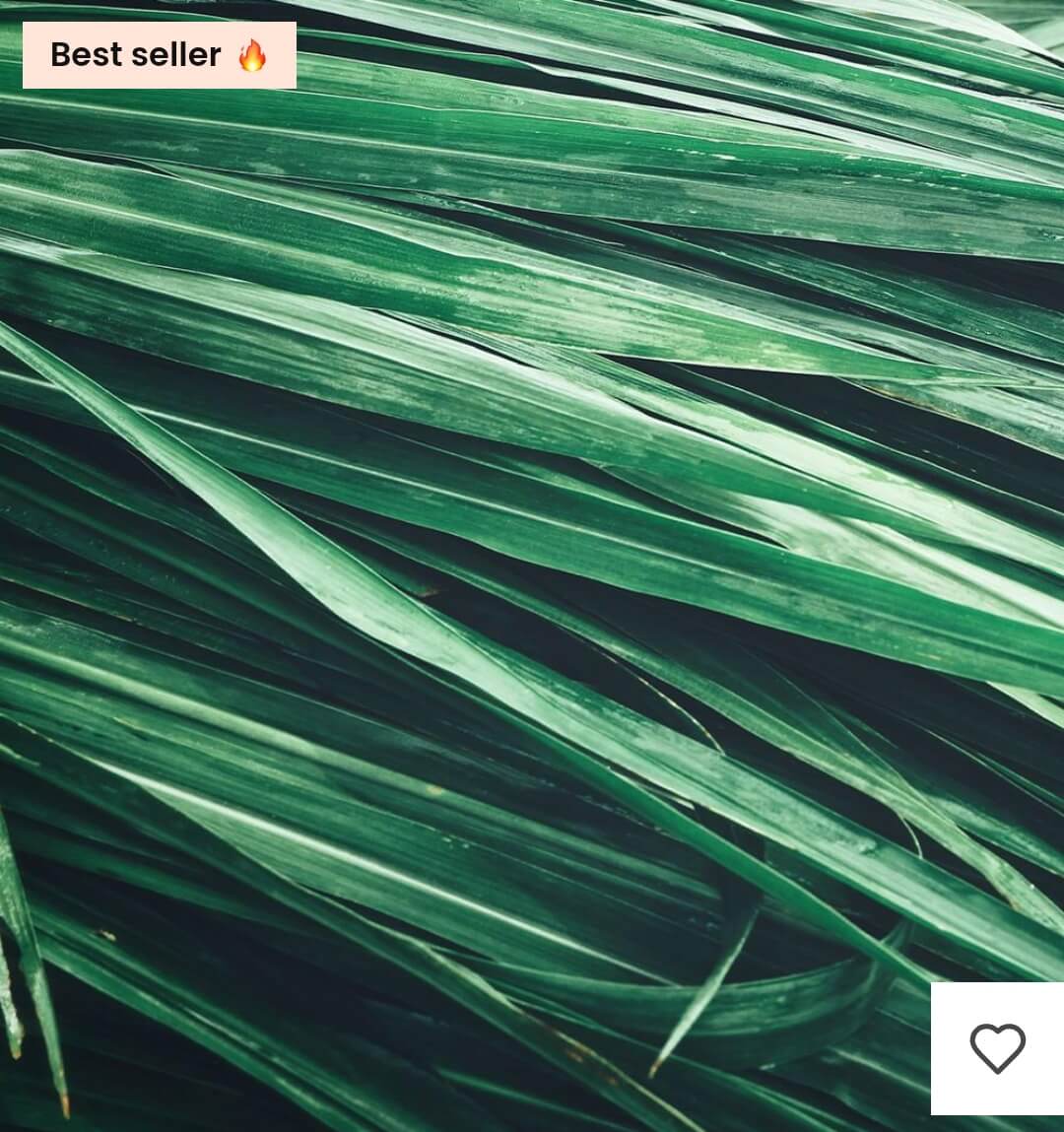 Premièrement : Les parfums Chogan homme offrent une combinaison parfaite d’élégance raffinée et de séduction intemporelle.