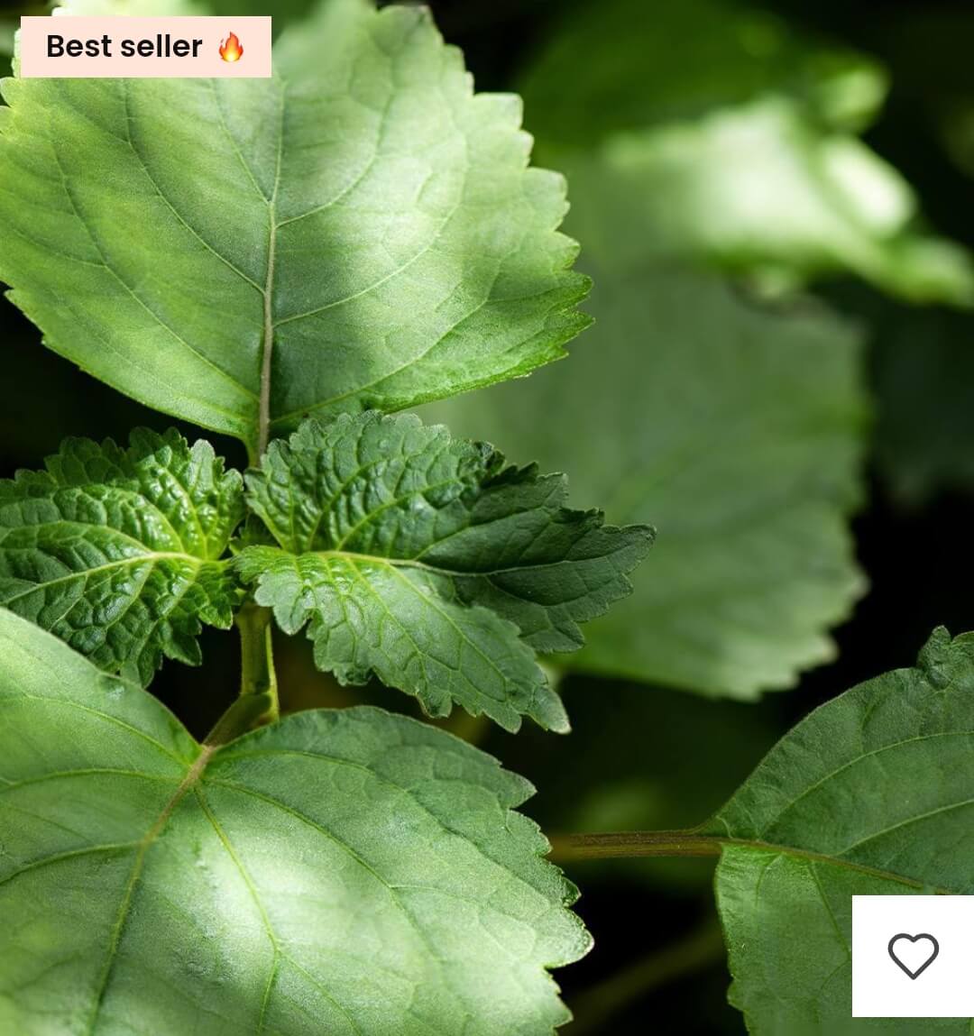 Premièrement : Les parfums Chogan homme offrent une combinaison parfaite d’élégance raffinée et de séduction intemporelle.