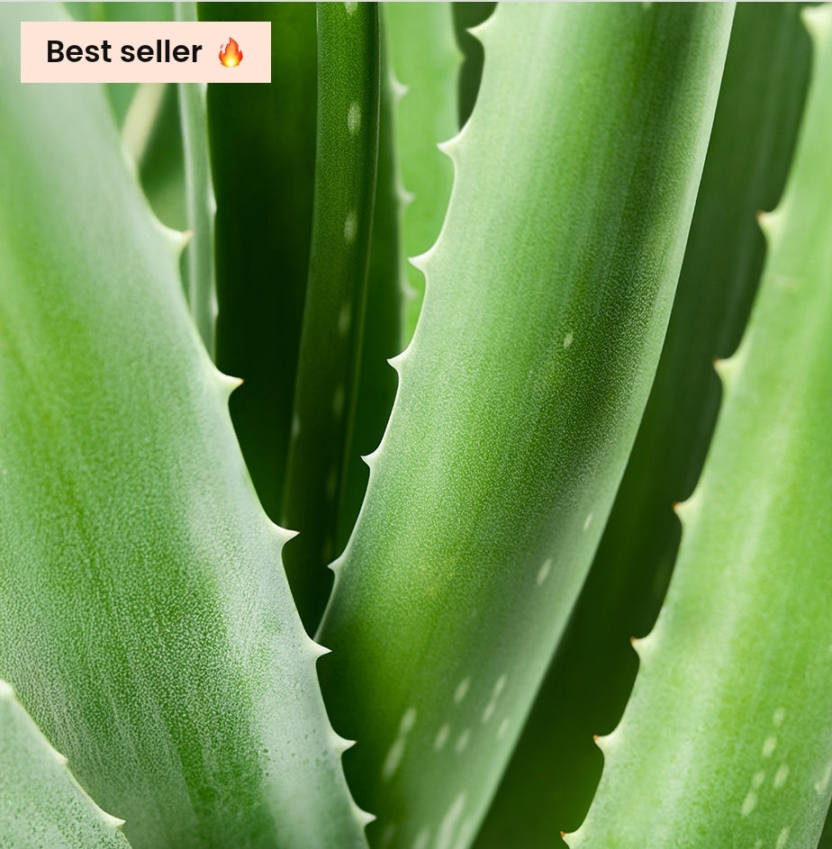 La gamme à l’aloe vera Chogan est spécialement conçue pour offrir une hydratation profonde.