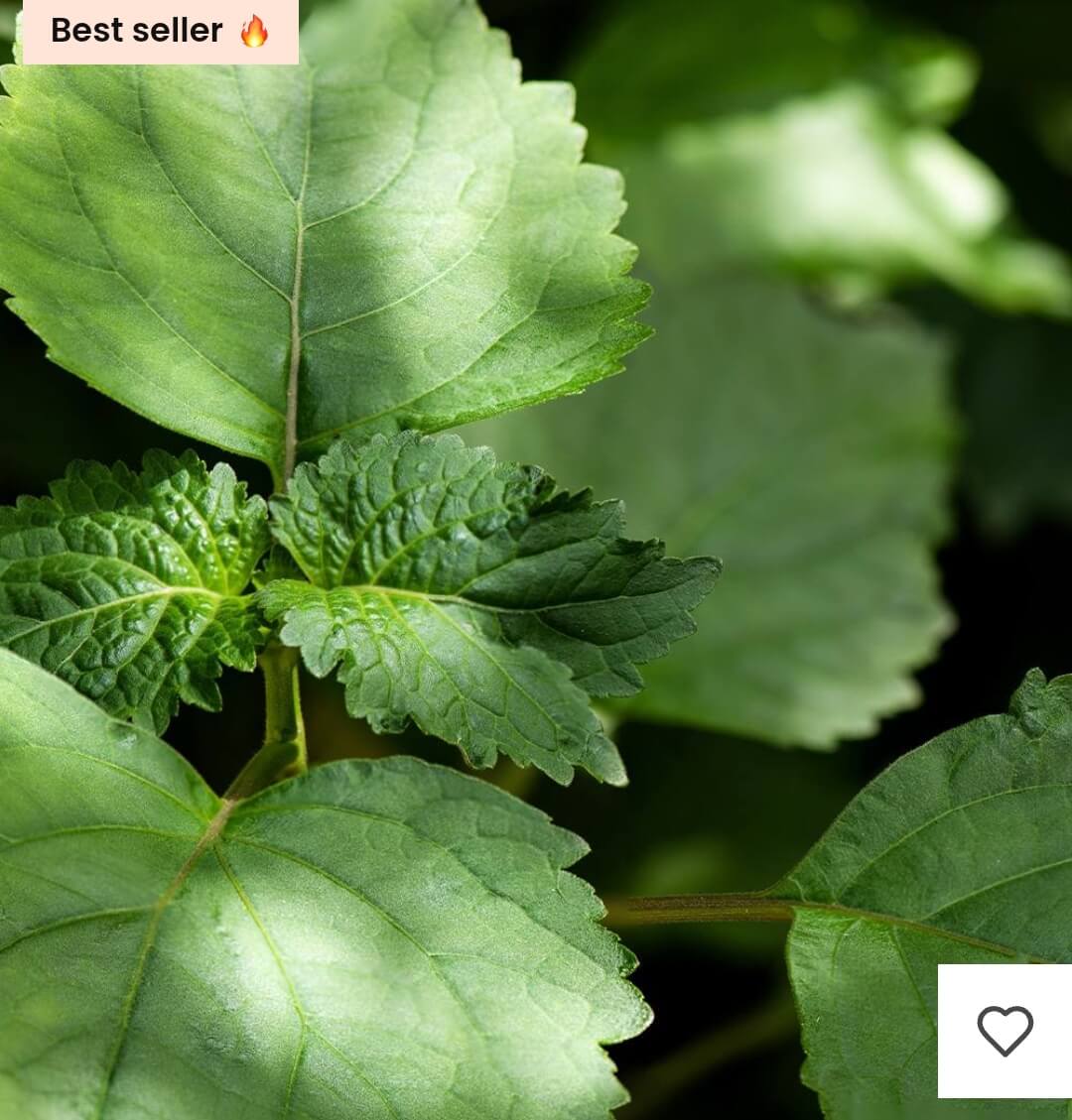 Premièrement : Les parfums Chogan homme offrent une combinaison parfaite d’élégance raffinée et de séduction intemporelle.