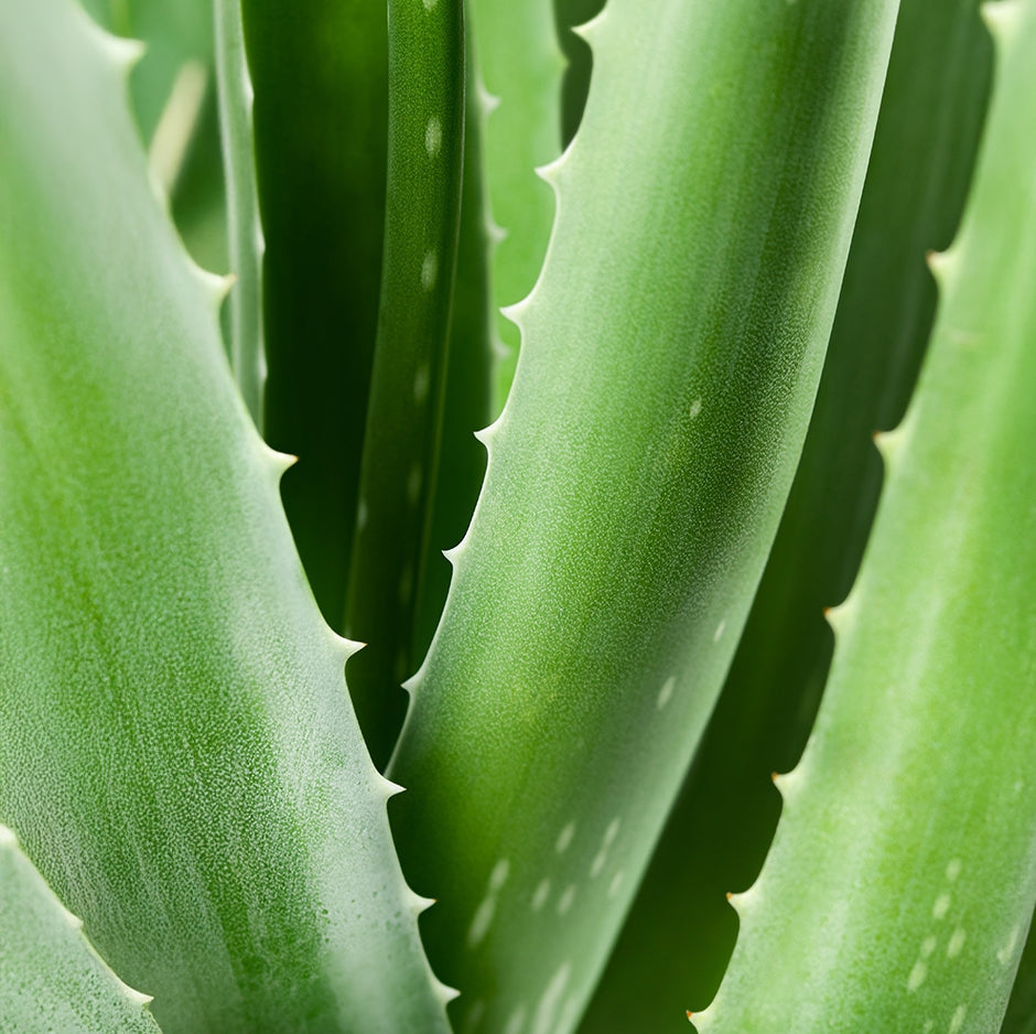 La gamme à l’aloe vera Chogan est spécialement conçue pour offrir une hydratation profonde.