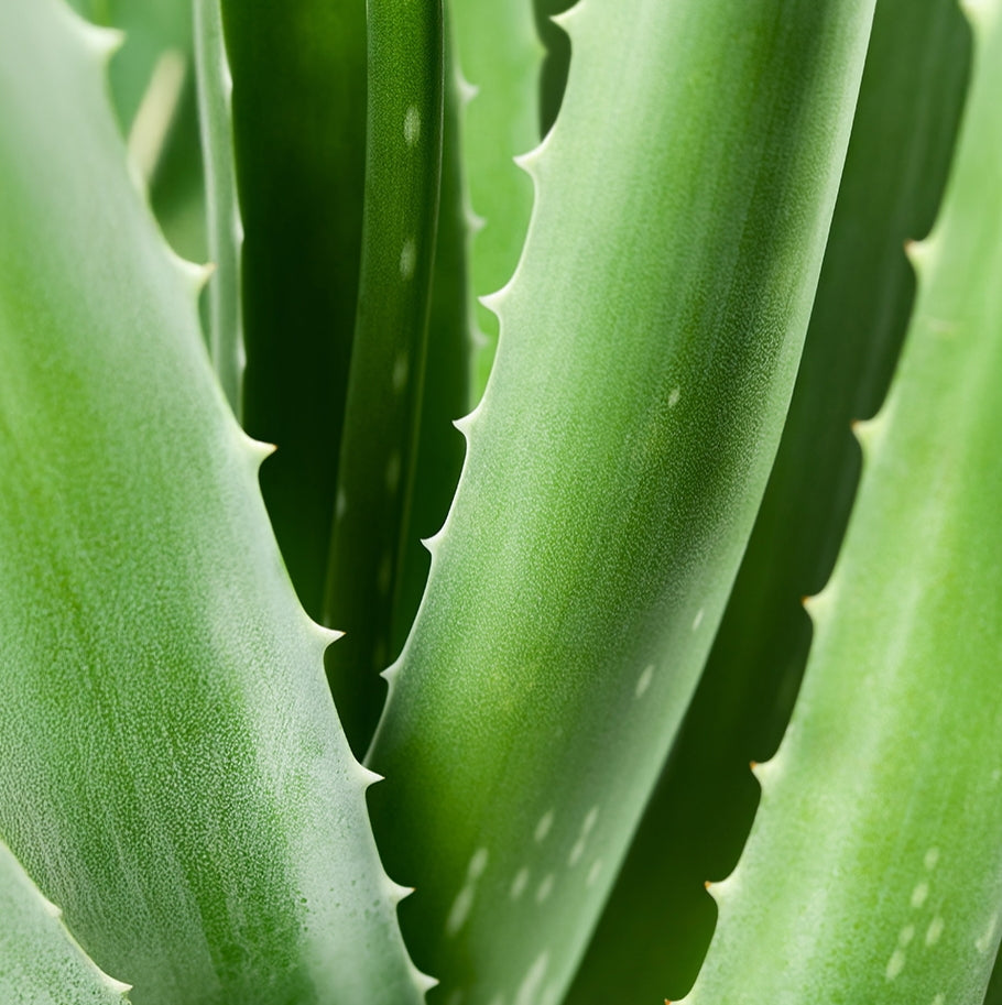 Premièrement : La gamme à l’aloe vera Chogan est spécialement conçue pour offrir une hydratation profonde.

Apaiser et revitaliser la peau grâce aux propriétés exceptionnelles de l’aloe vera.