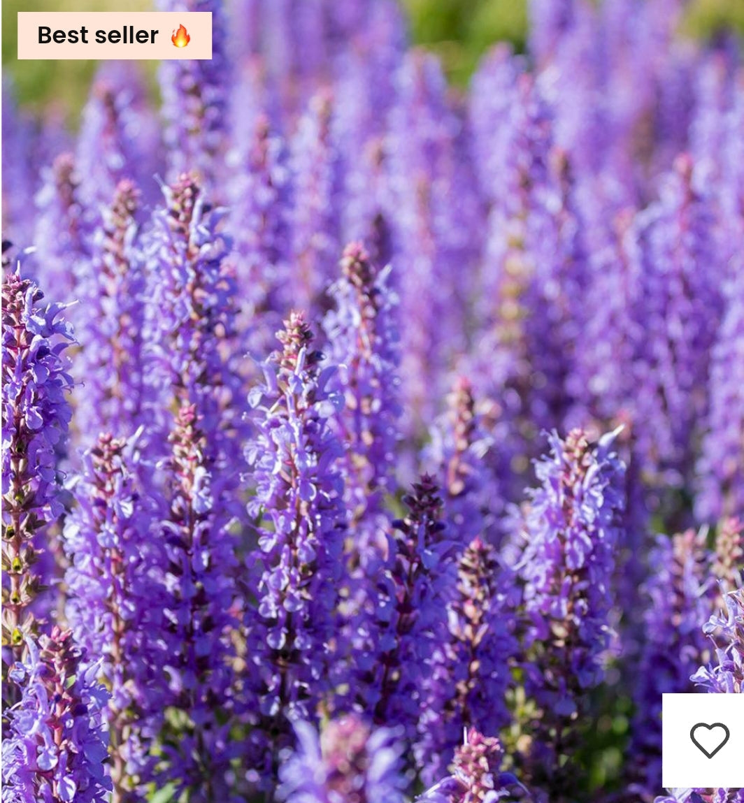 Premièrement : Les parfums Chogan homme offrent une combinaison parfaite d’élégance raffinée et de séduction intemporelle.