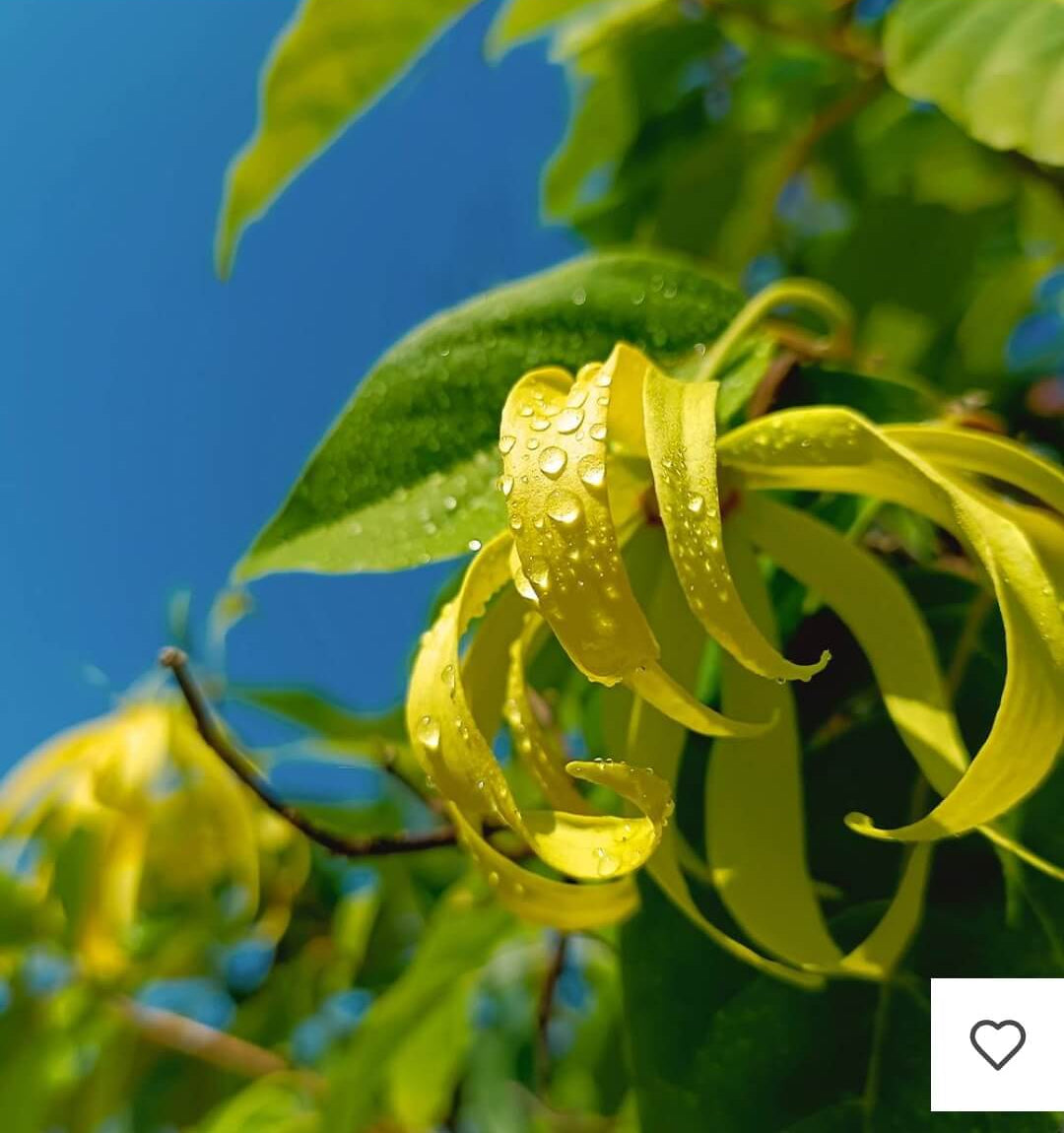 Premièrement, Découvrez notre recharge parfum femme Chogan, la solution idéale pour prolonger le plaisir de votre fragrance préférée tout en adoptant un geste éco-responsable.